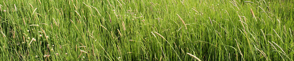 Timothy Hay