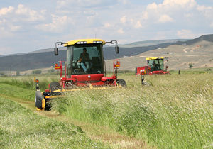 harvesting Timothy grass hay