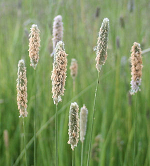 Timothy hay seed heads